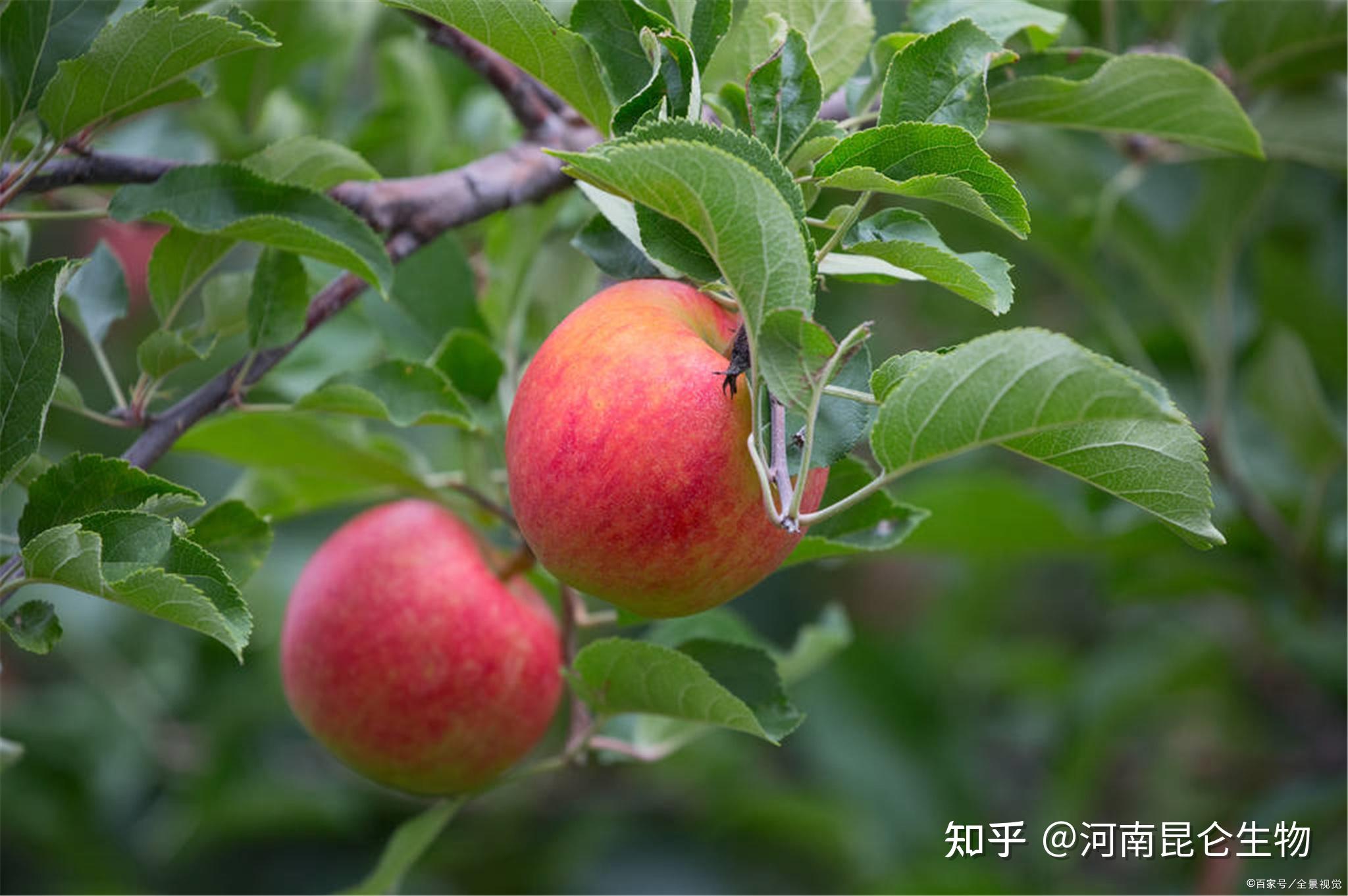 67什麼樣的肥料能使蘋果樹迅速生根?