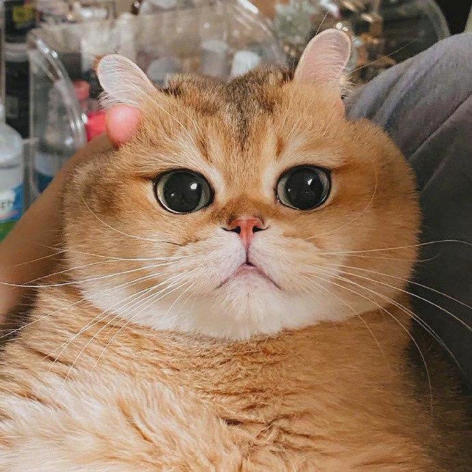 有没有类似于这种的沙雕动物头像