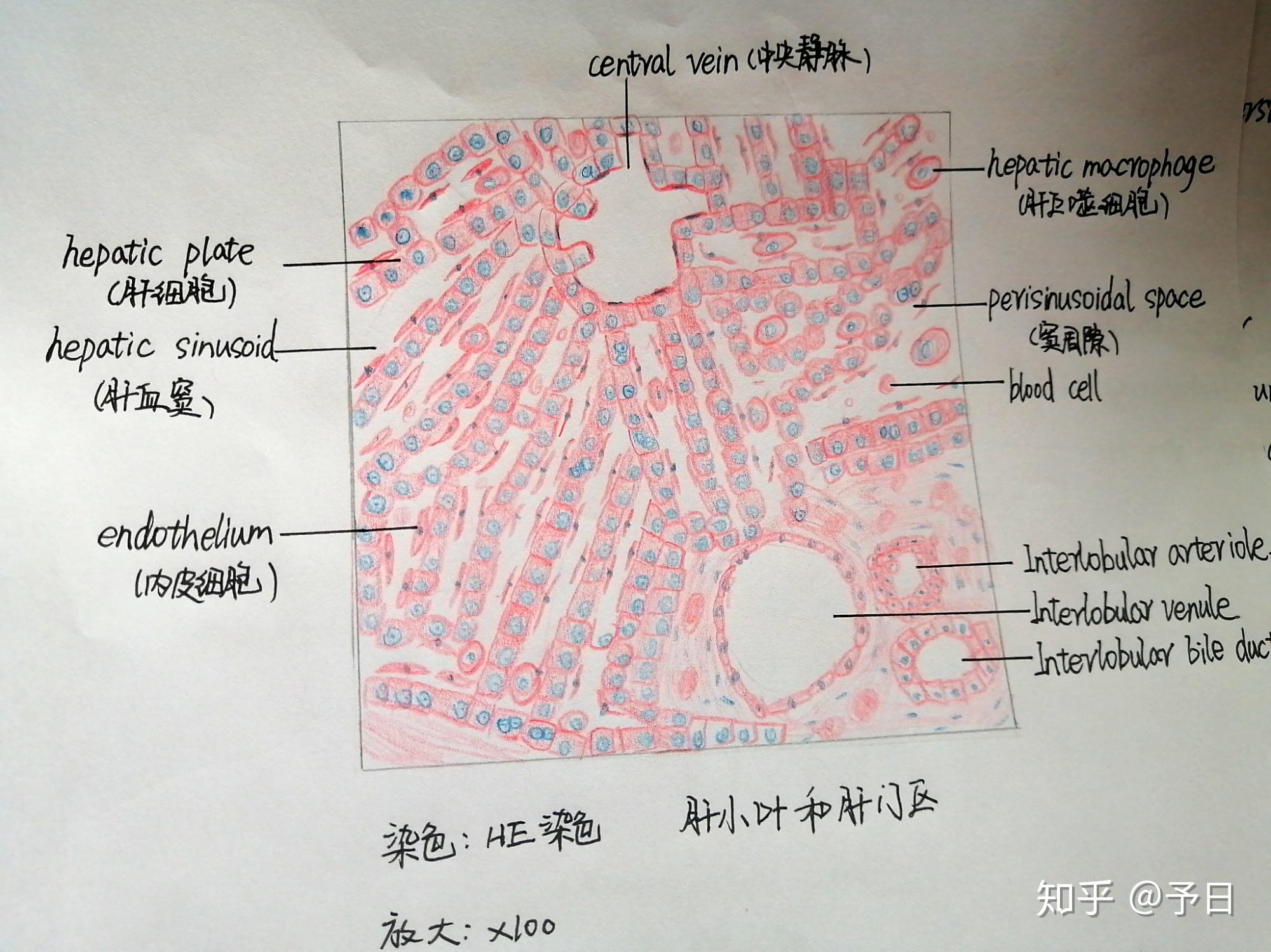 肝细胞图片 结构图图片