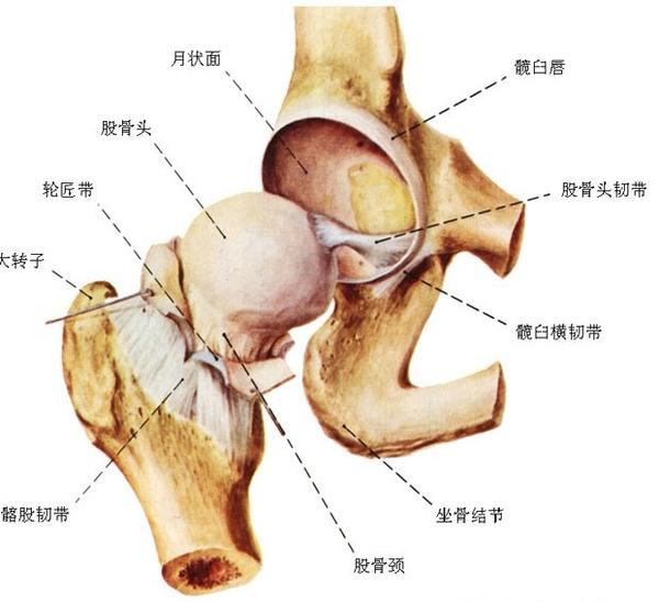 股骨颈前缘紧贴髋臼前缘形成以此为支点的杠杆作用而导致髋关节后脱位
