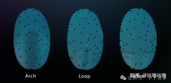 指纹是如何形成的? - 知乎