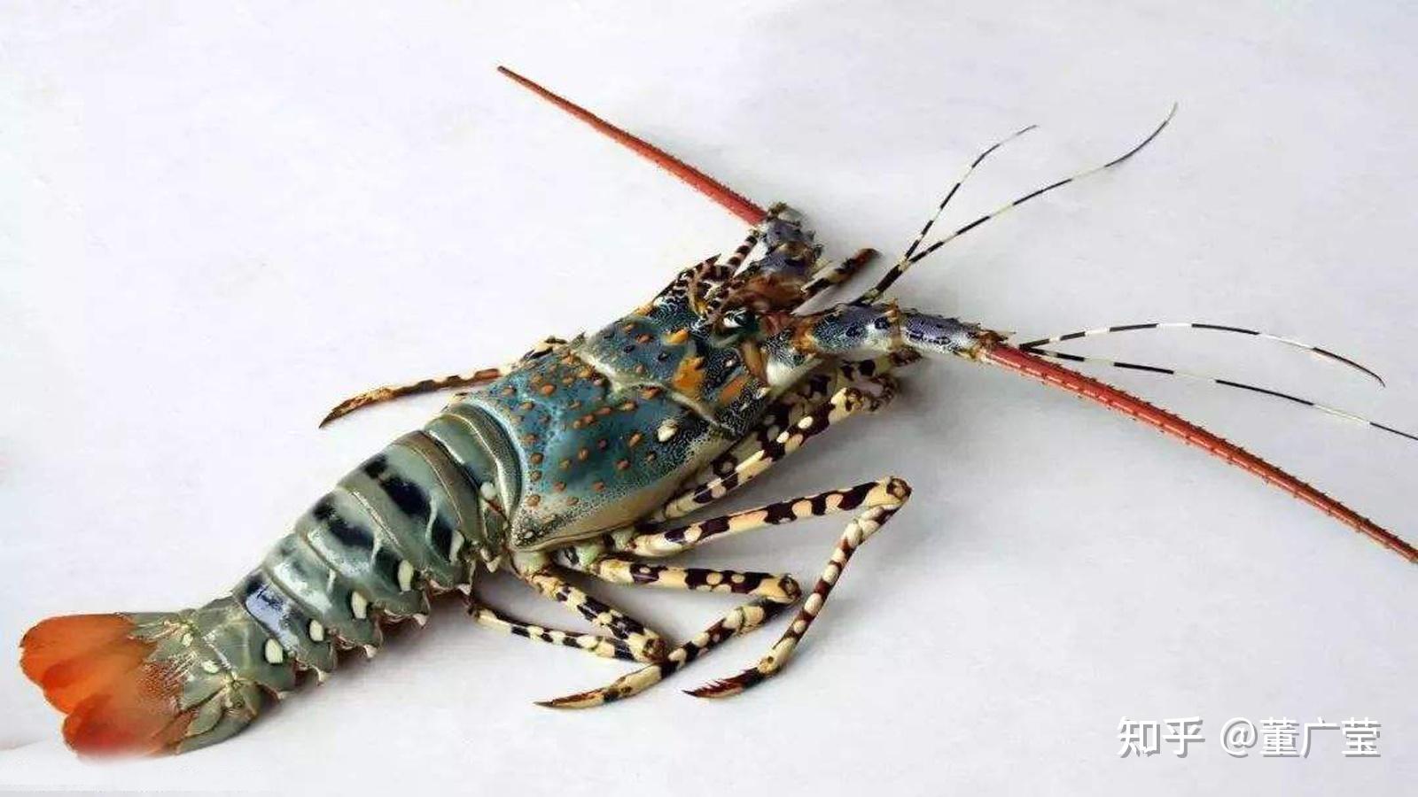 盘点龙虾冷知识