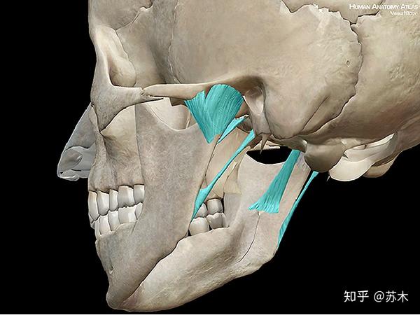 颞下颌关节功能解剖学习(脸歪、弹响、不明原因头痛你该看看这里了) - 知乎