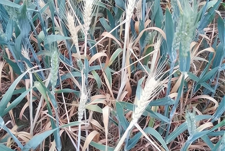 小麦出现白穗会减产吗3个方面是诱因老农教你正确防治