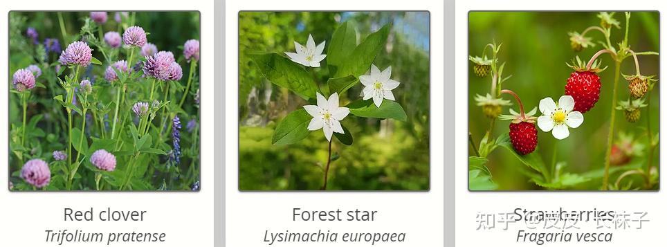 瑞典国花评选 - 知乎