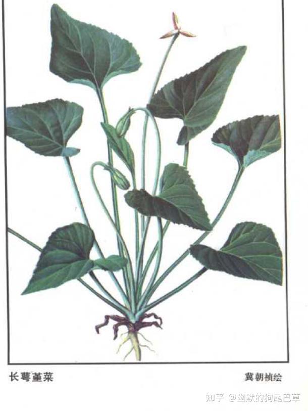 长萼堇菜别名:地黄瓜地丁草(堇菜科)