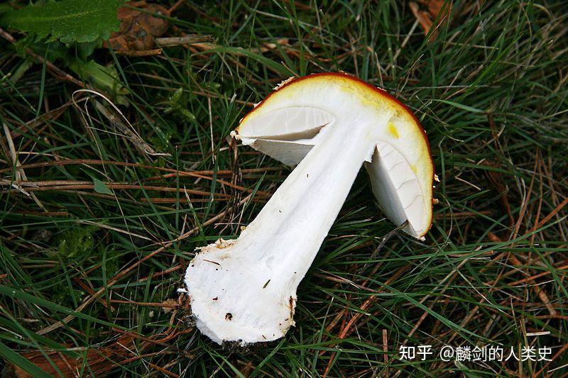 【地球生物全系列——从单细胞到人类】伞菌目—鹅膏菌科（上） - 知乎