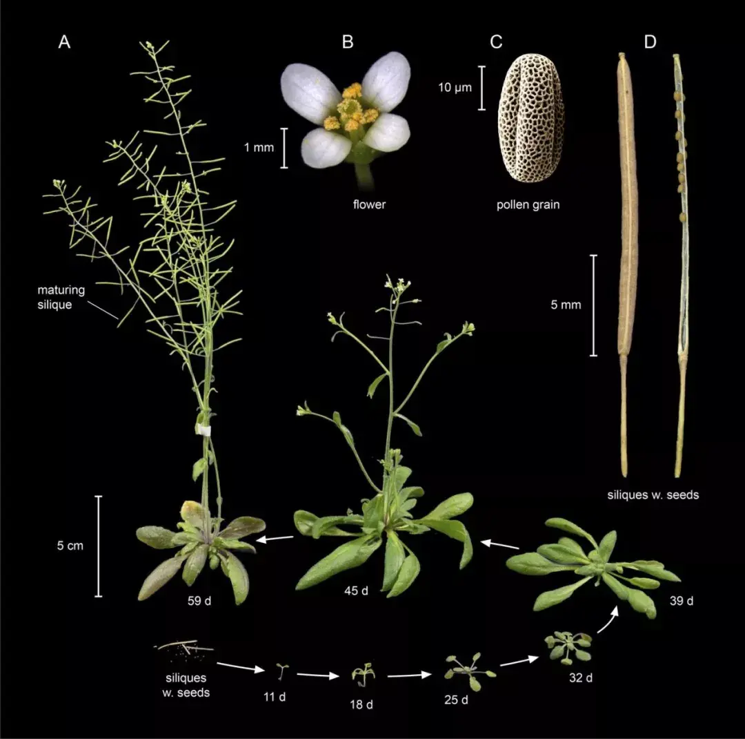 拟南芥(arabidopsis thaliana)是一种体型十分娇小的植物,其基因组较