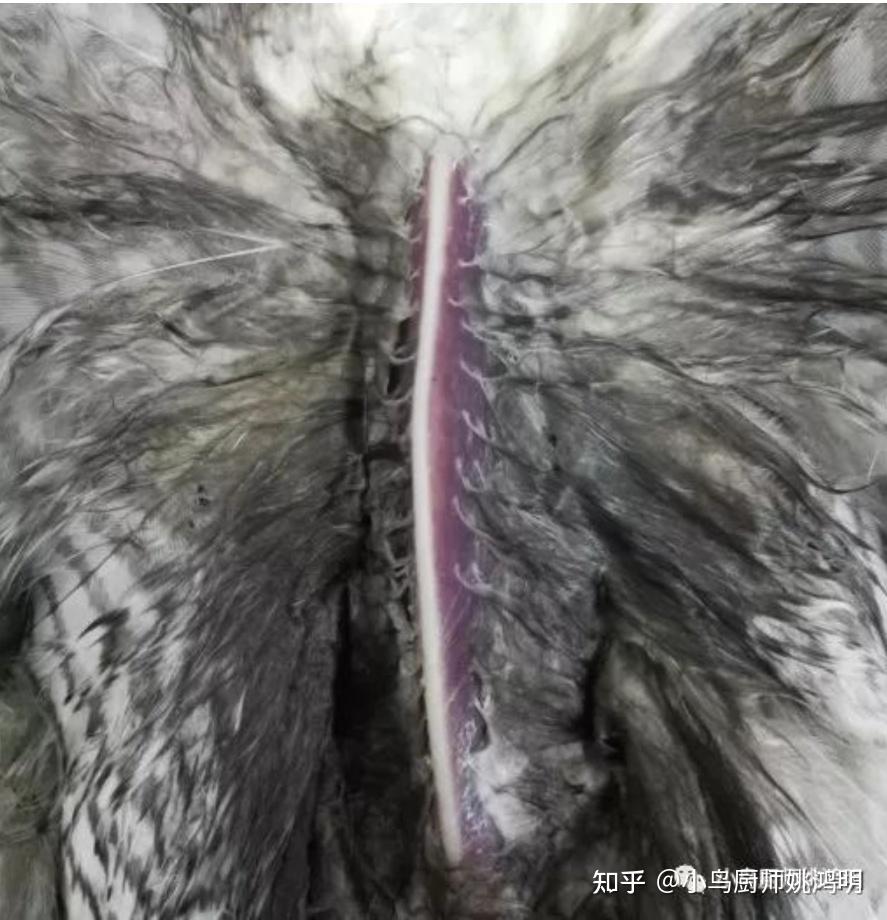 家养的小鸟为什么也会得寄生虫? - 知乎