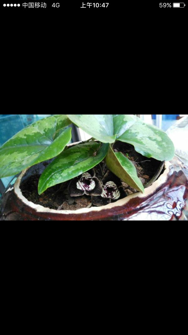 这叫  【花脸细辛】