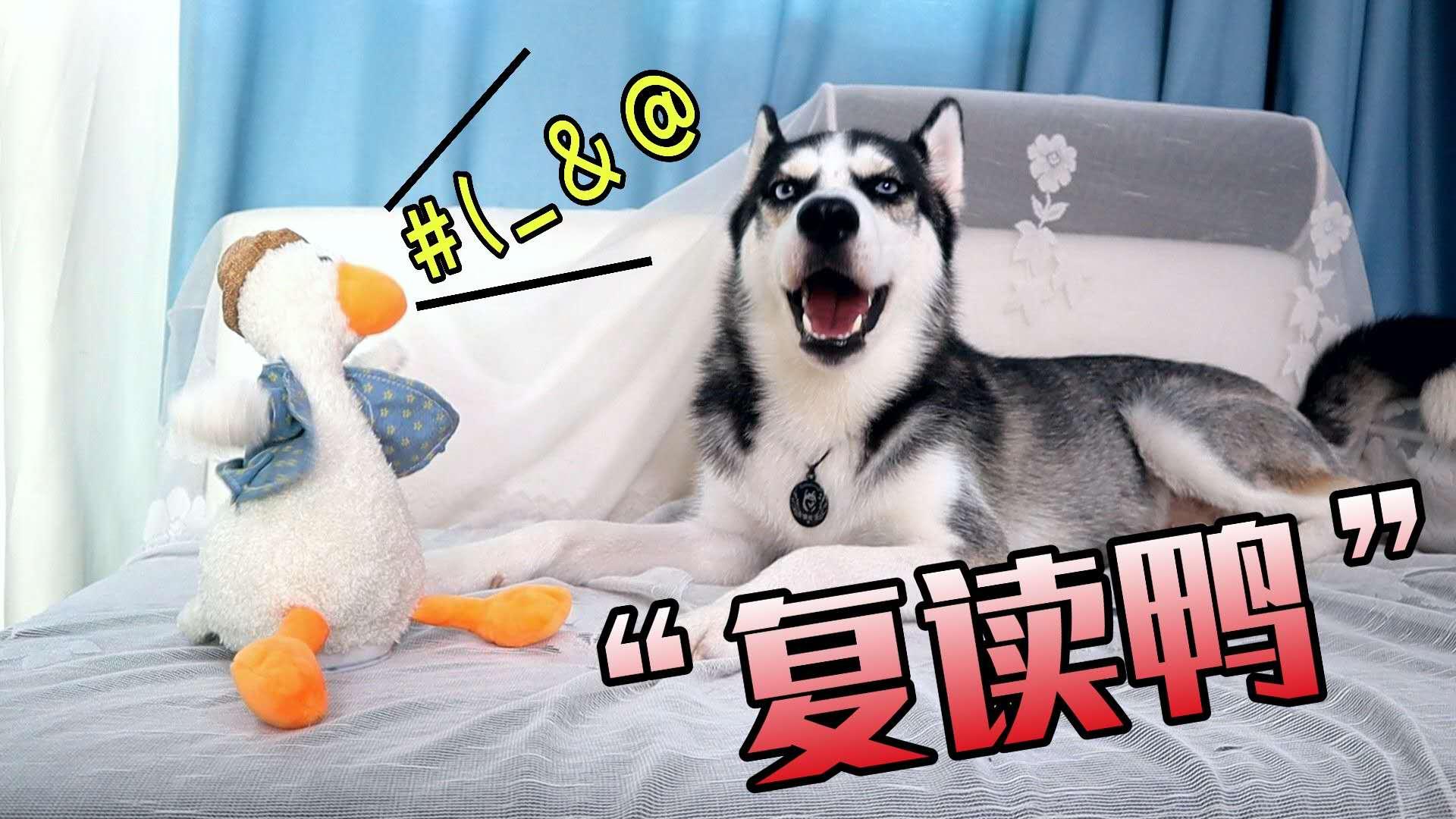 67关注一只可爱的柯尔鸭 发布于 22 小时前