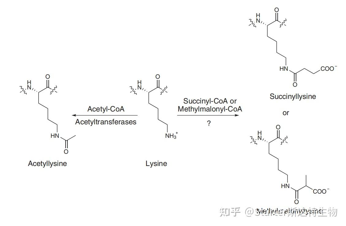 琥珀酰化修饰:解锁线粒体能量代谢的神奇钥匙 - 知乎