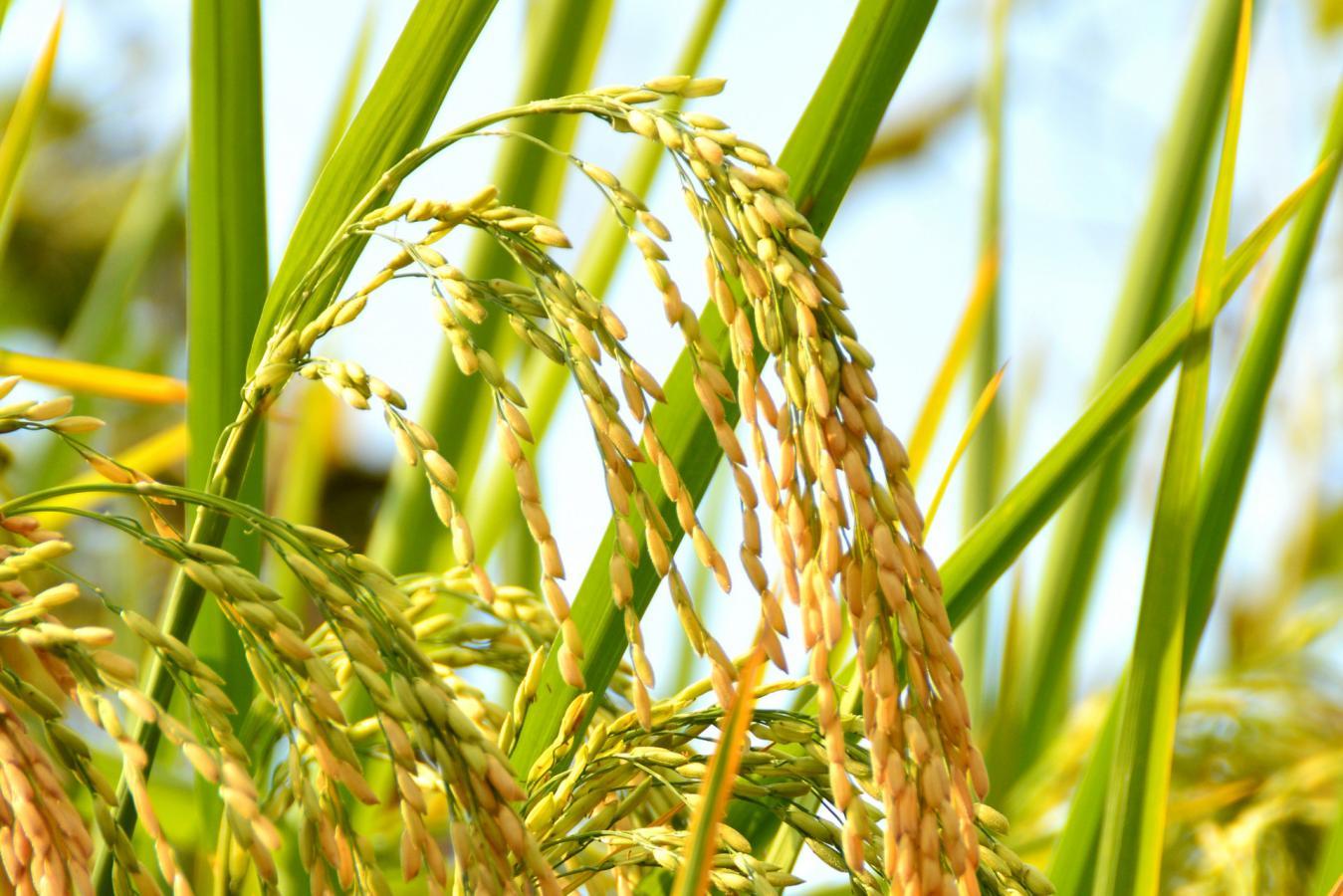 我国种植水稻历史有多悠久?追溯大米起源