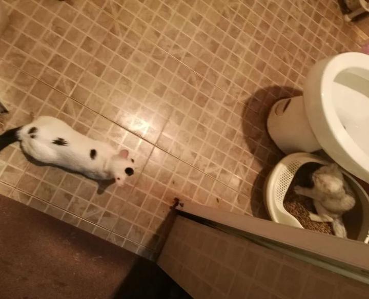 猫为什么会在人上厕所时跟着去? 14 v2 60bc90b2c1ffefa74e8f3eb976088f7e 720w