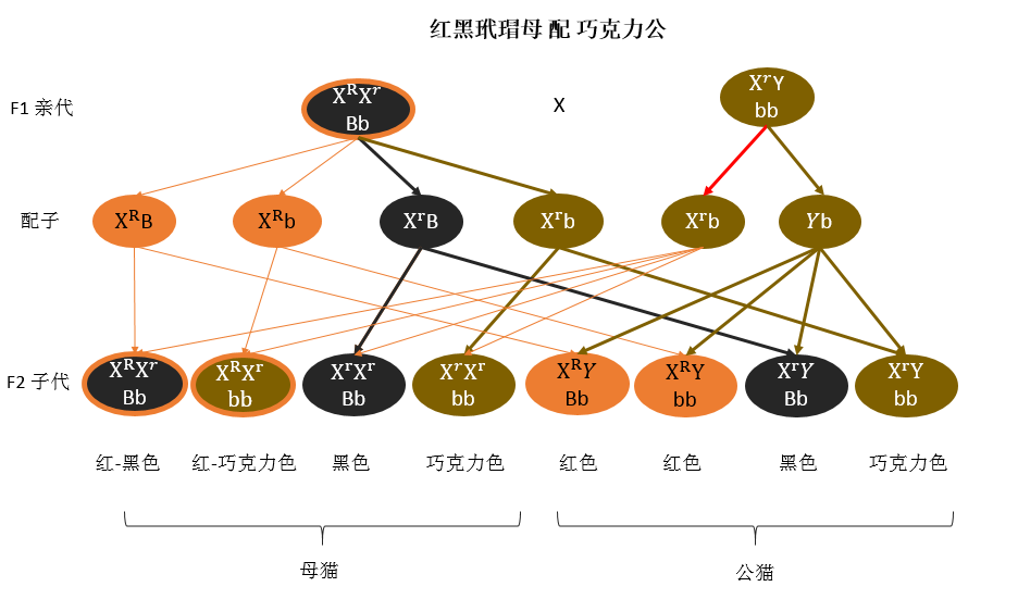 三花猫颜色遗传配色表图片