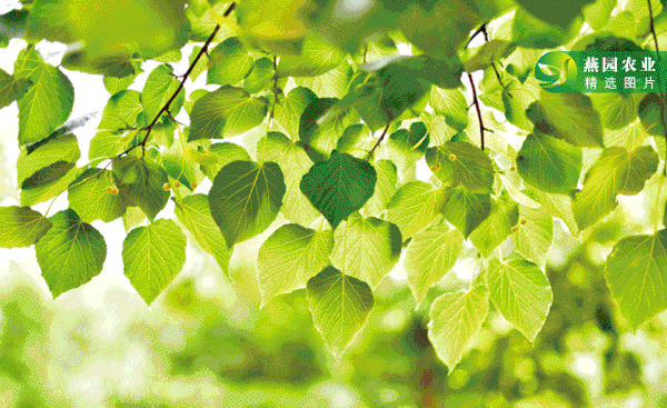 什么是你眼中的色彩 知乎