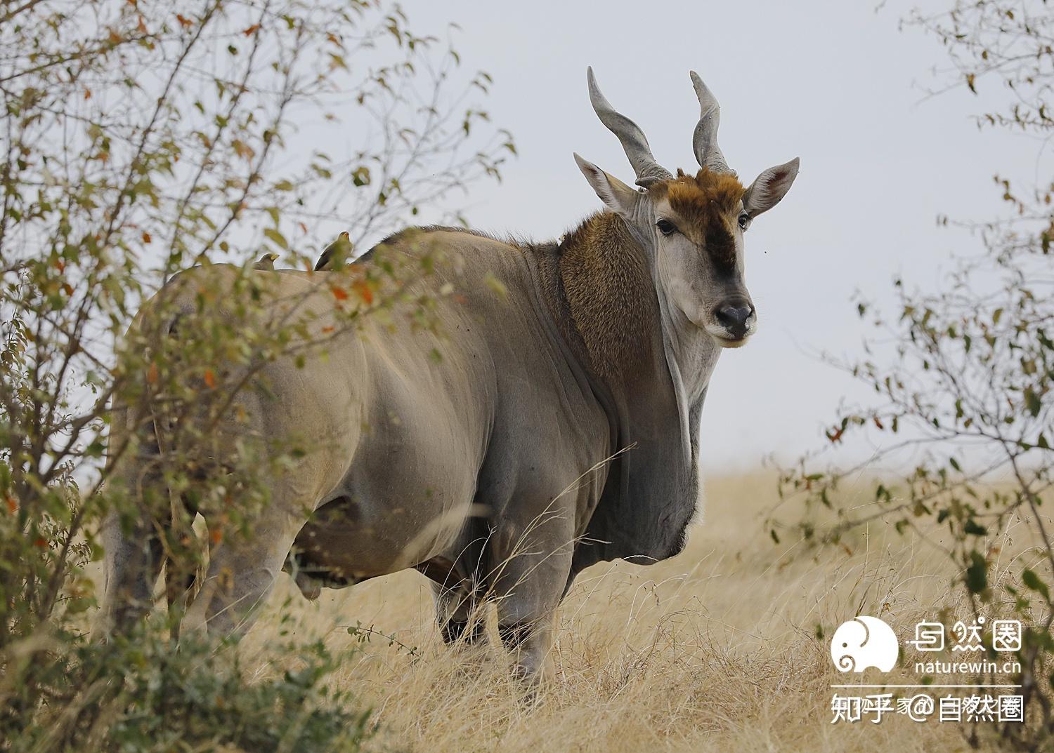 非洲大羚羊，雄性头上长着一对漂亮的角，因为角是扭曲的