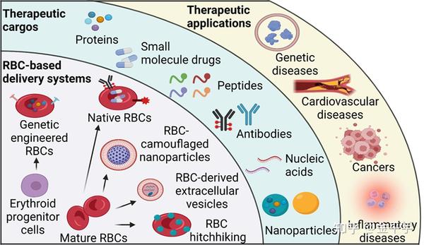 基于红细胞及其衍生纳米颗粒的药物递送系统的进展【1】摘要；前言 - 知乎