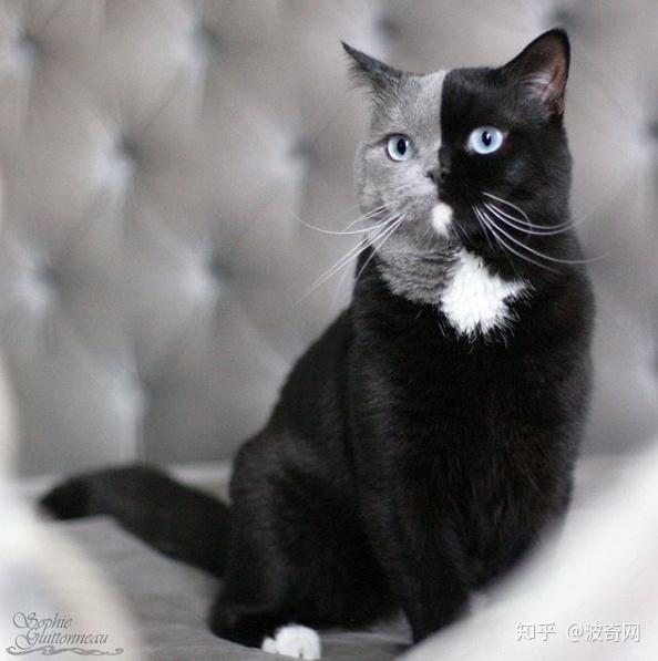 吸猫大会双面伊猫narnia