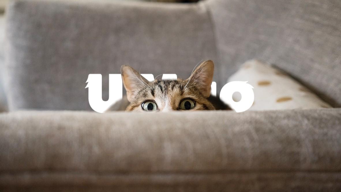 猫猫为什么喜欢躲猫猫 它们是在躲你吗 知乎