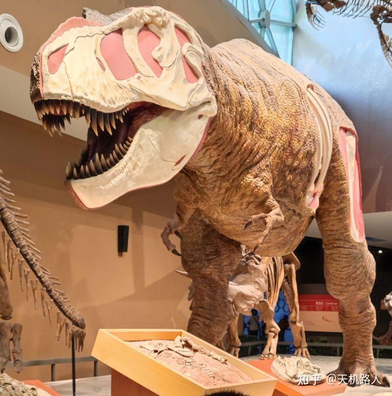 如何看待成都市区现宠物盲盒小猫小狗奄奄一息宠物盲盒这条产业链存在