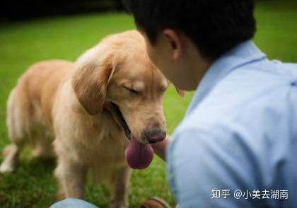 狗狗行为解释,全都知道的,就是十级“狗语者”! - 知乎