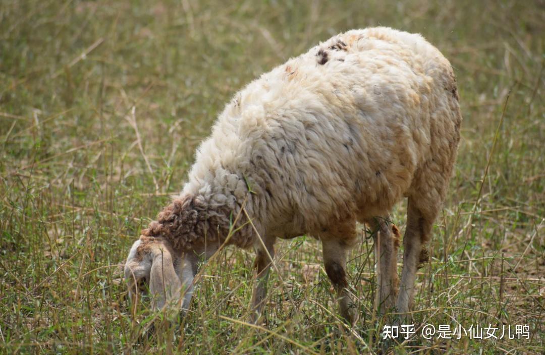 科普小知识小羊过冬需要注意哪些通俗易懂建议收藏