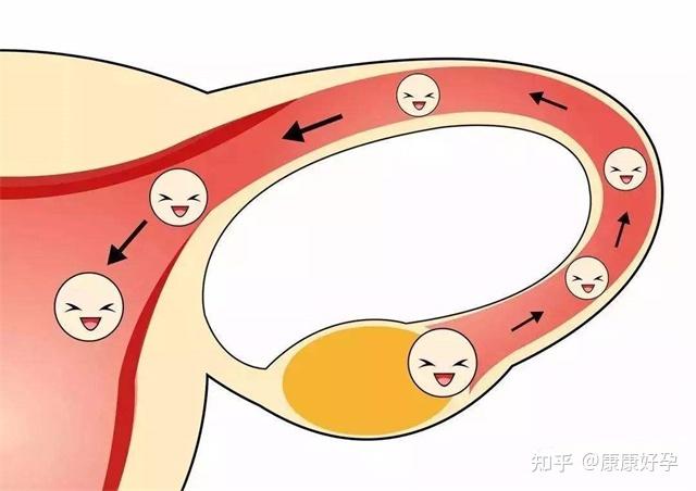 康康好孕多囊卵巢怎麼調理