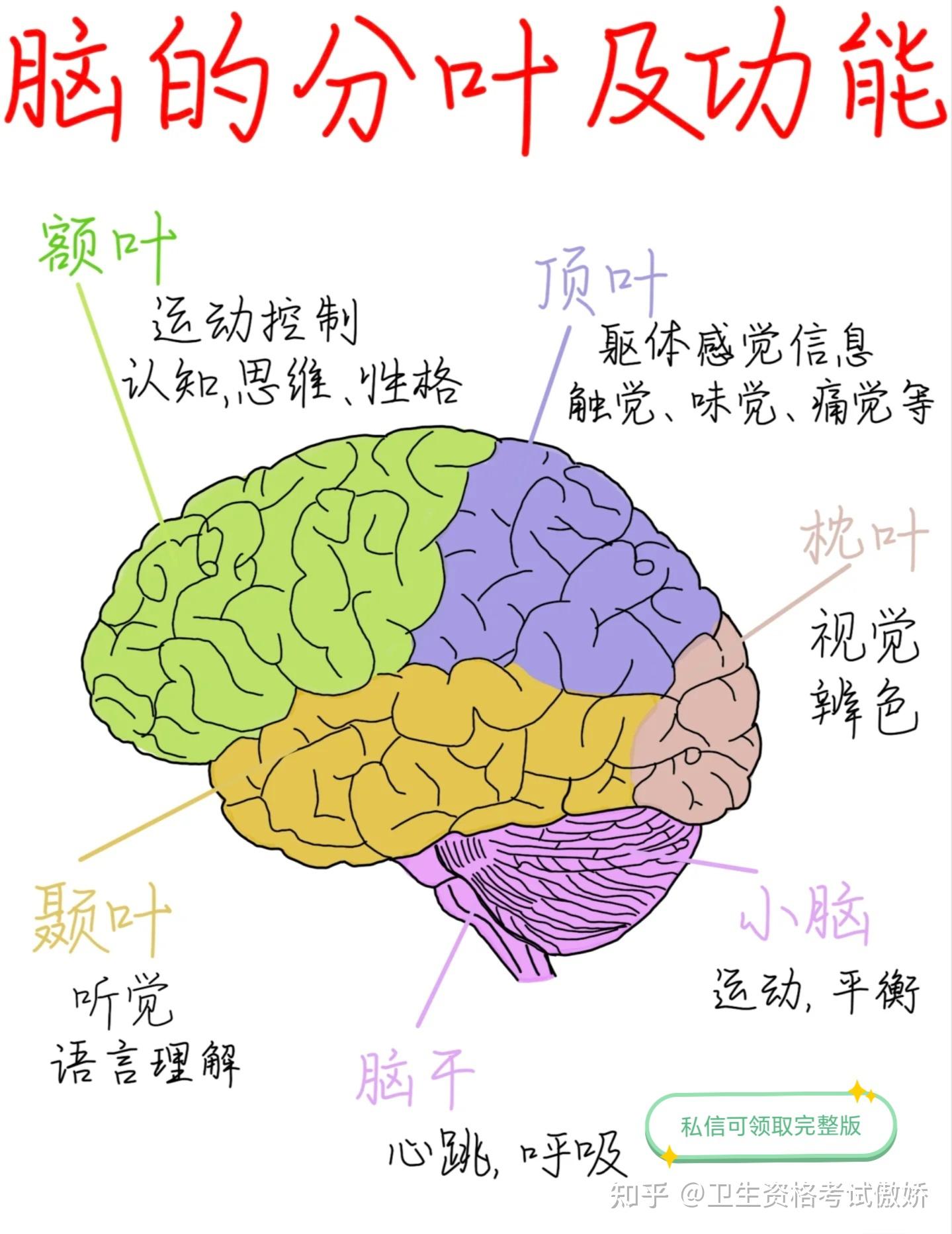 脑的分叶及功能