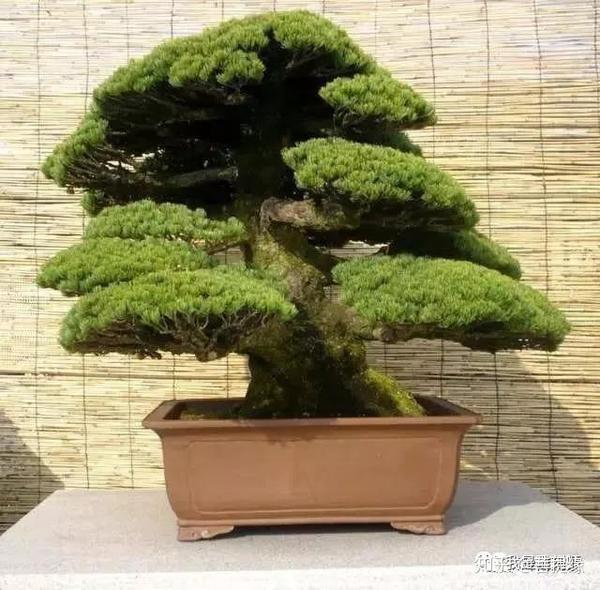 看一看日本艺人对珍稀树木保护的执着与尊重 知乎