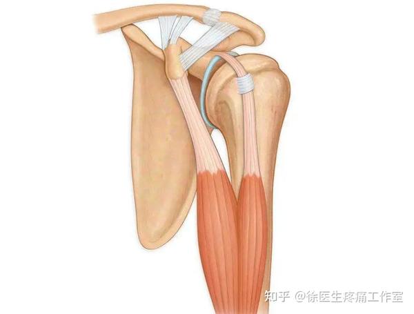 人体主要韧带解剖、起止点! - 知乎