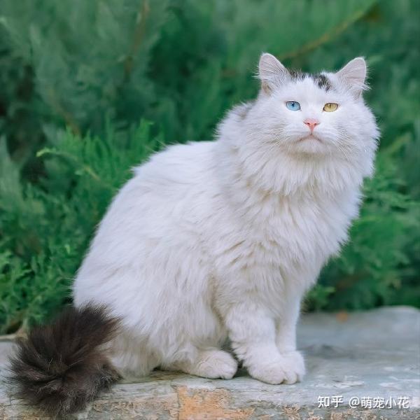 “狮子猫”颜值这么高,为何养的人这么少?这几点太可怕了 - 知乎