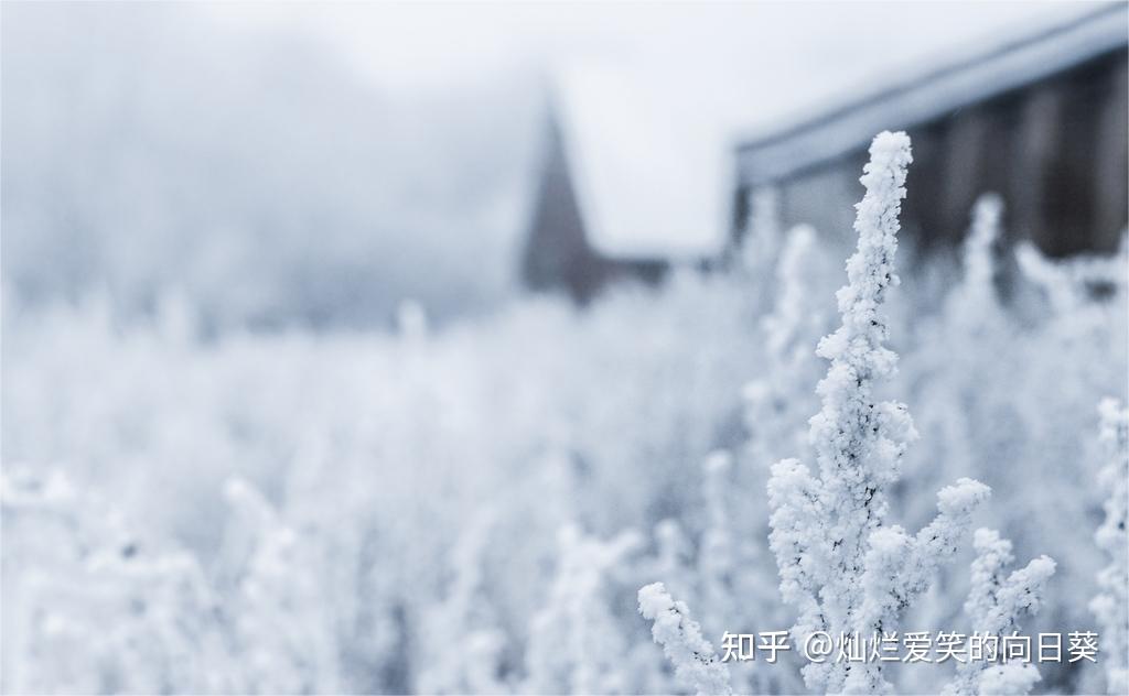 雪国:一份徒劳的爱情 - 知乎