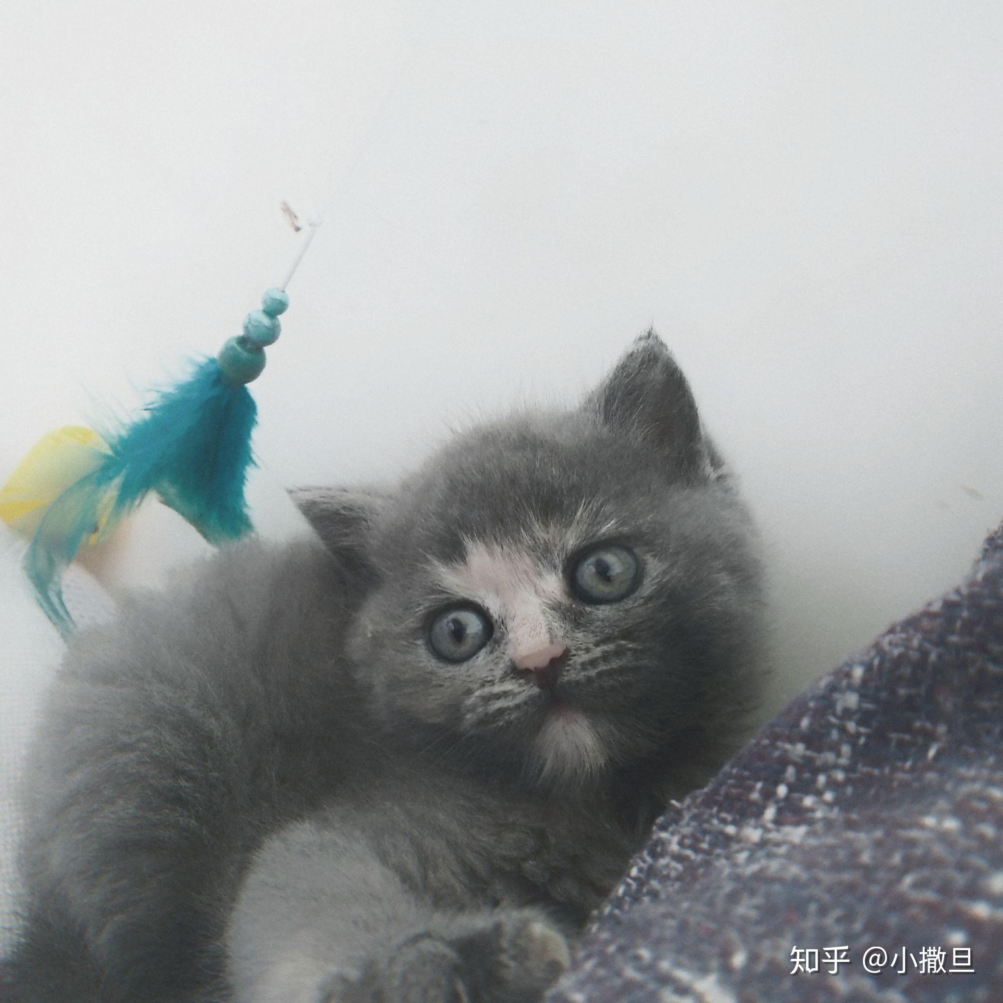 刚养的蓝猫毛色不匀身上局部泛白请问是什么问题啊