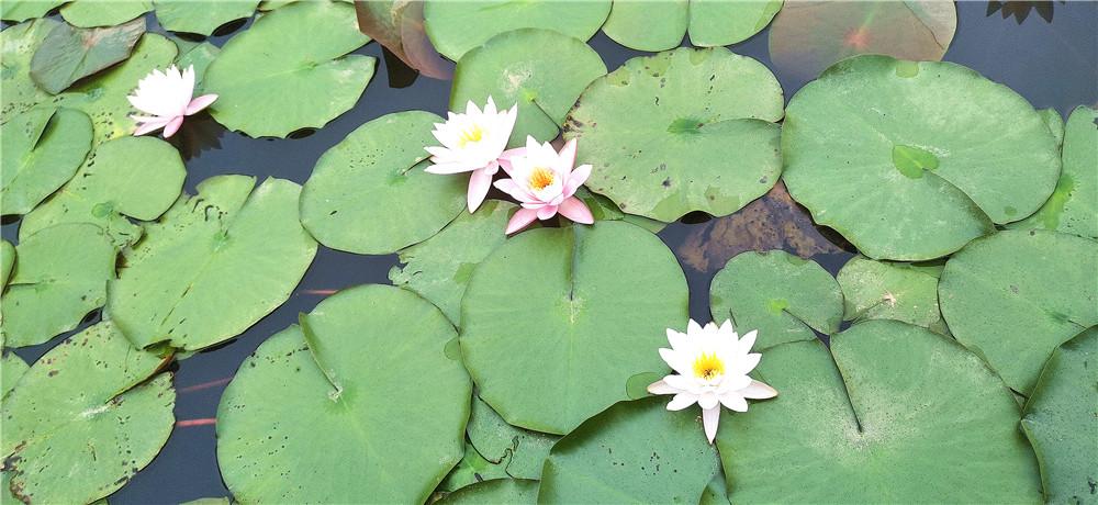 吉安視覺睡蓮花開扮靚城南桂竹園