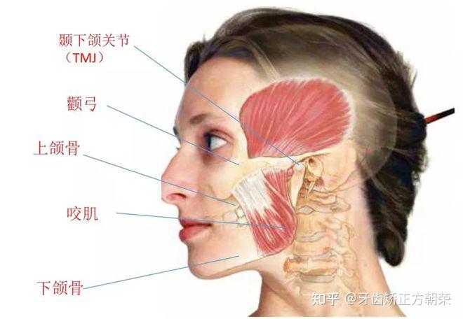 杭州牙齿矫正颞颌紊乱治疗和正畸不应该分开治疗