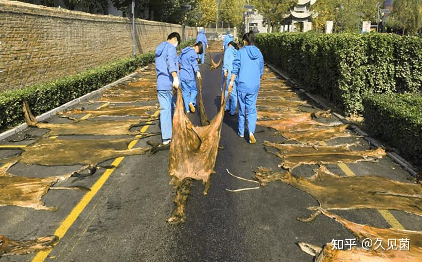 驴皮到底有啥特殊?每年500万张制作阿胶,我国或迎来驴皮荒 - 知乎