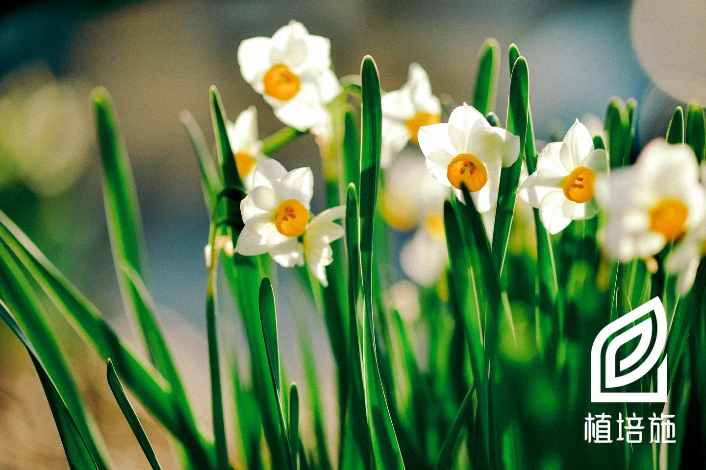 植培施 中国水仙narcissus Tazetta Var Chinensis 球根花卉栽培手册 知乎 植培施 中国水仙narcissus Tazetta Var Chinensis 球根花卉栽培手册 知乎