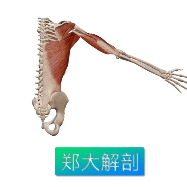 功能解剖|肱三头肌 - 知乎