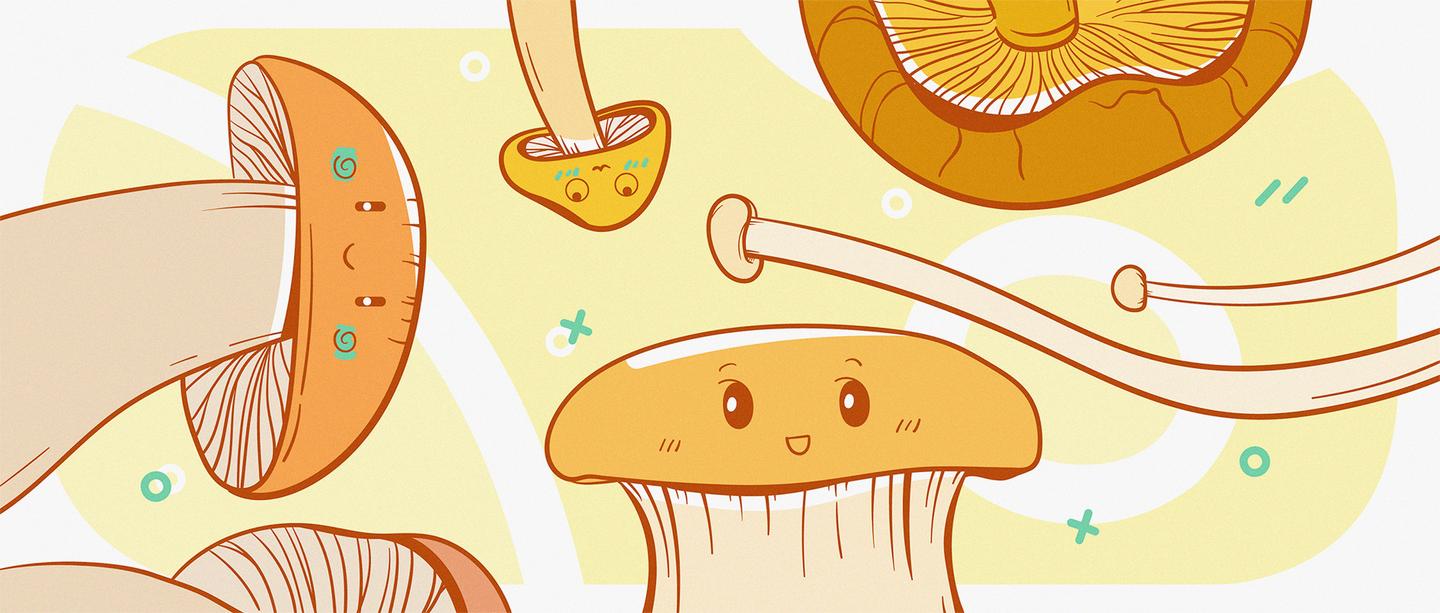 菌菇食物中的优等生