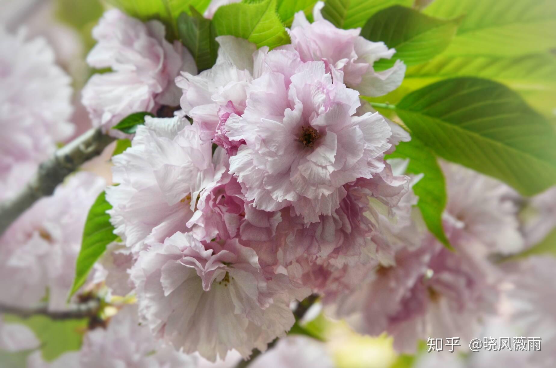 這裡的櫻花品種眾多,淡粉色的染井吉野櫻,層層疊疊的八重櫻,熱烈張揚