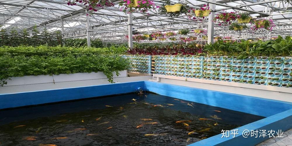 (aquaculture)與水耕栽培(hydroponics)這兩種原本完全不同的農耕技術