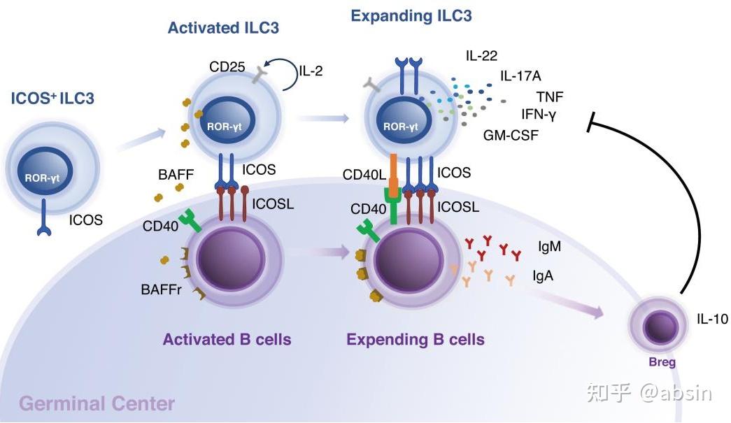 多色文献分享：ICOS在与B细胞结合过程中控制ILC3s的激活 - 知乎