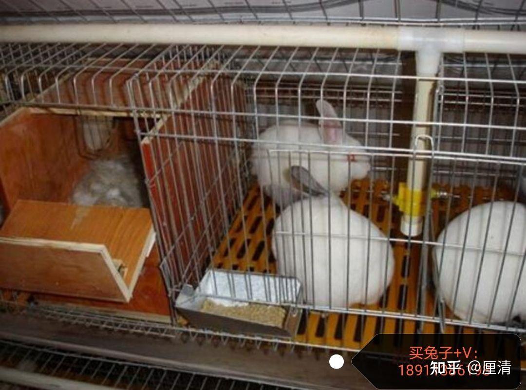 自制木质兔笼子图片 - 知乎
