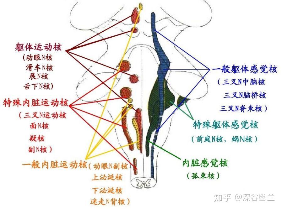 舌咽神经 - 知乎