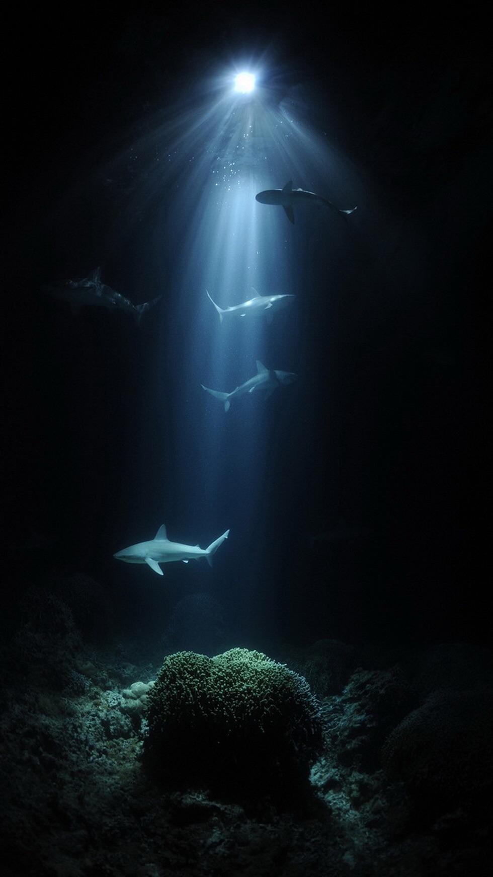 深海恐惧 黑色图片