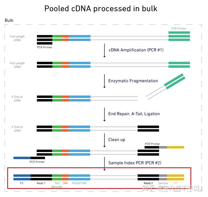 10x-genomics-3-v2-v-d-j