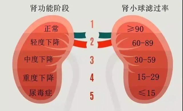 肌酐1000 还可以不透析 怎么回事 知乎