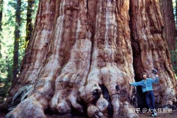 壹健康:世界上最高的树排行前十名 - 知乎