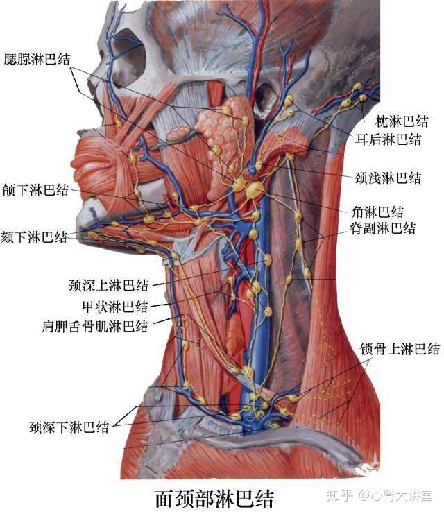 8大淋巴具体位置图片